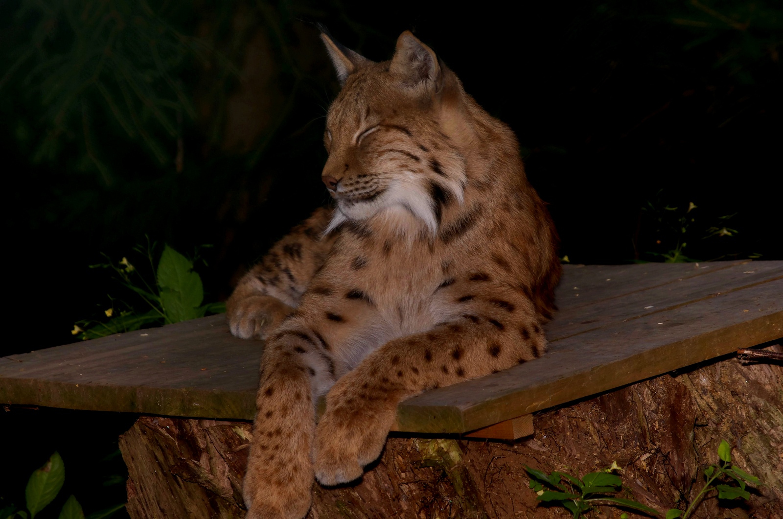 Luchs