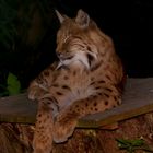 Luchs