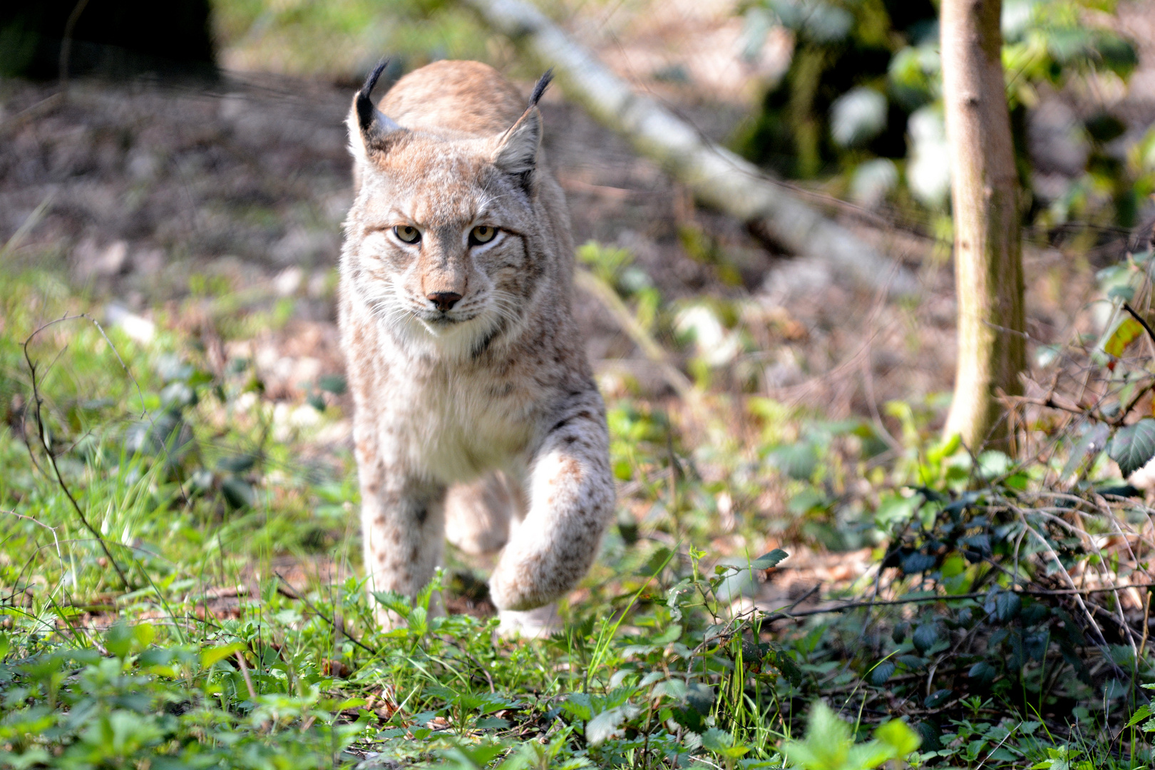 Luchs