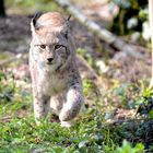 Luchs