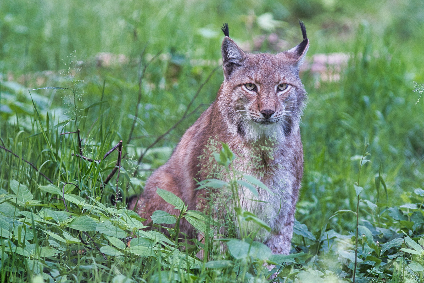 Luchs