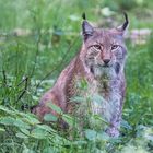 Luchs