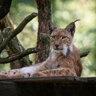 Luchs