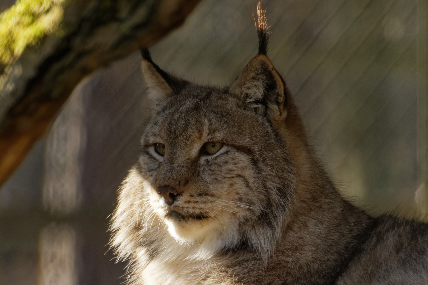 Luchs