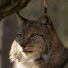 Luchs