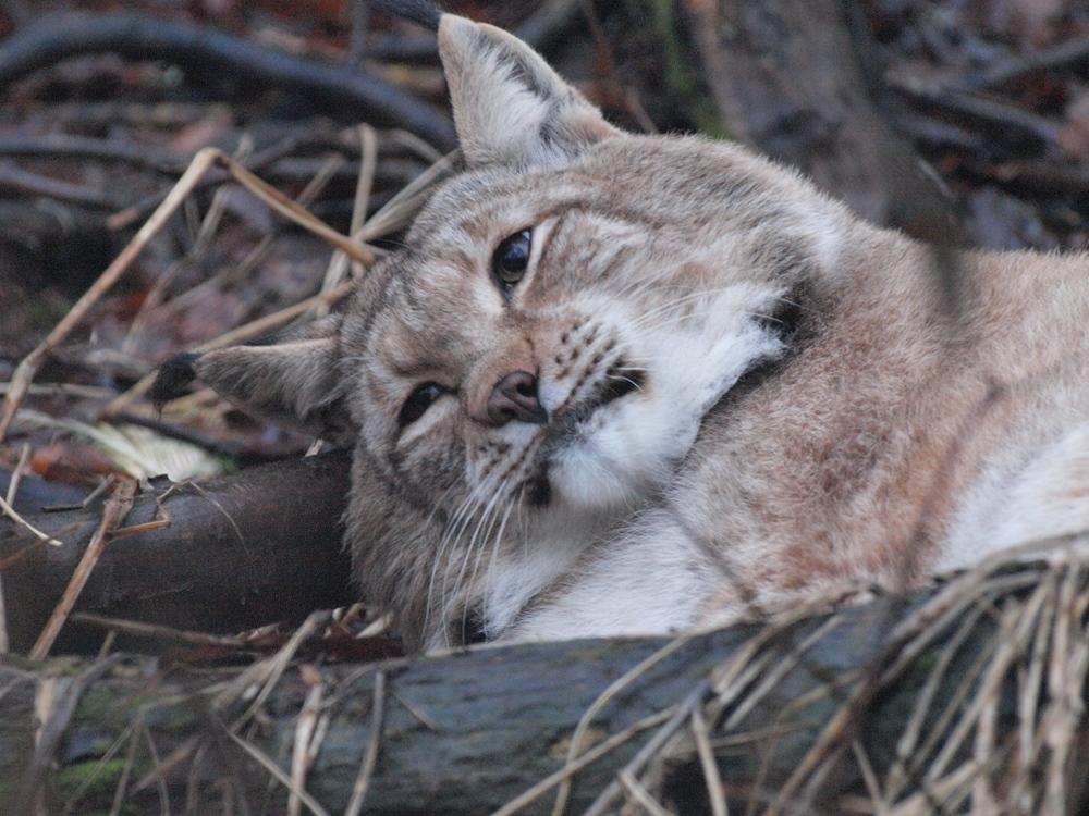 Luchs