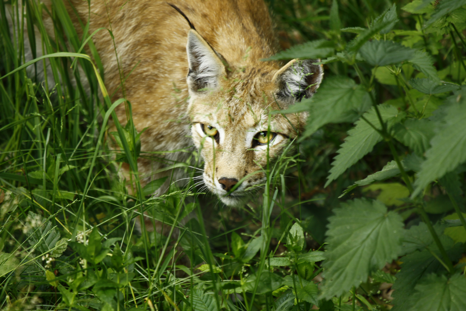 Luchs