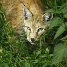 Luchs