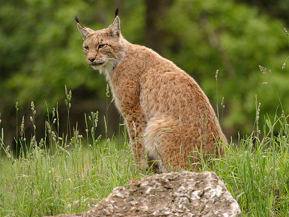 Luchs