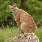 Luchs