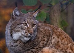 Luchs