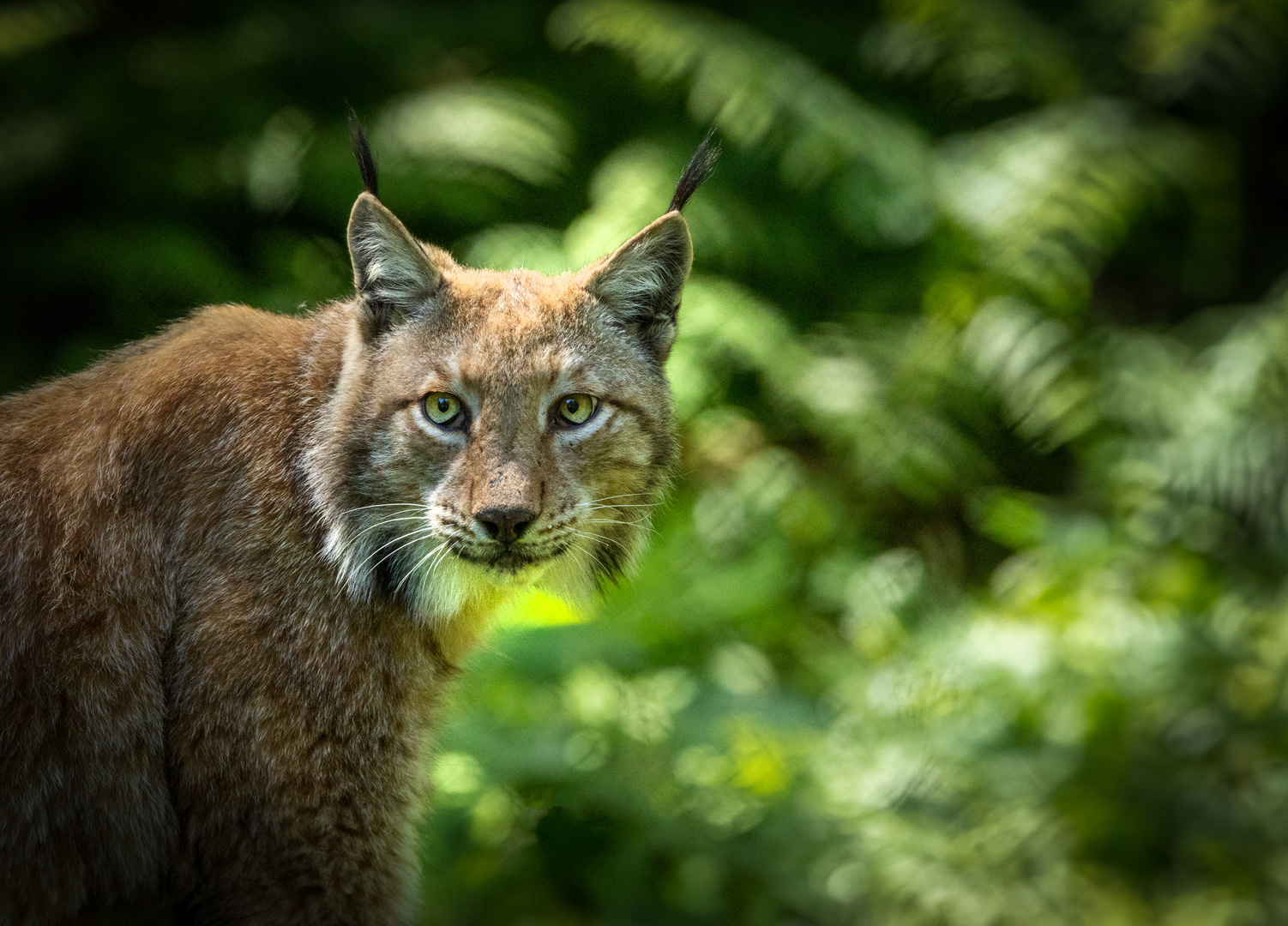 Luchs