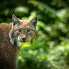 Luchs