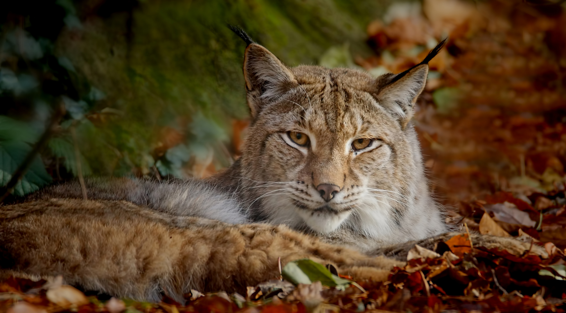 Luchs