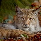 Luchs