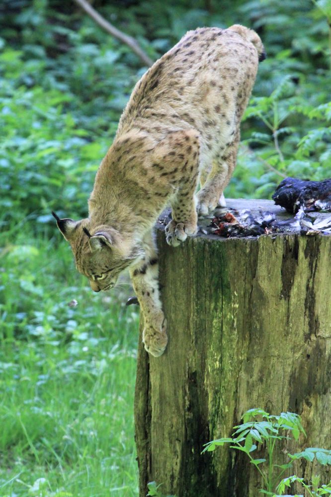 Luchs