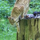 Luchs