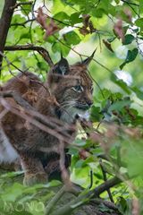 Luchs