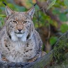 Luchs