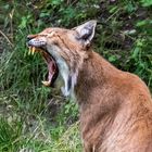 Luchs