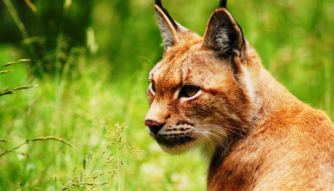 Luchs