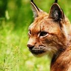 Luchs