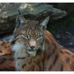 Luchs