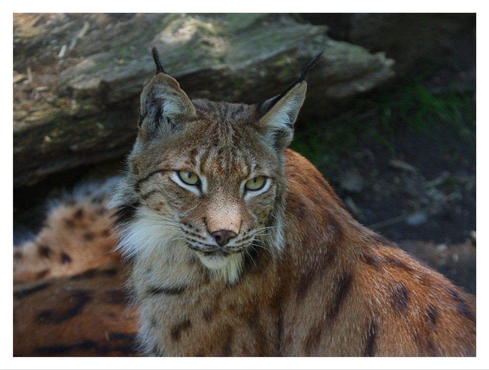 Luchs