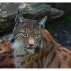 Luchs