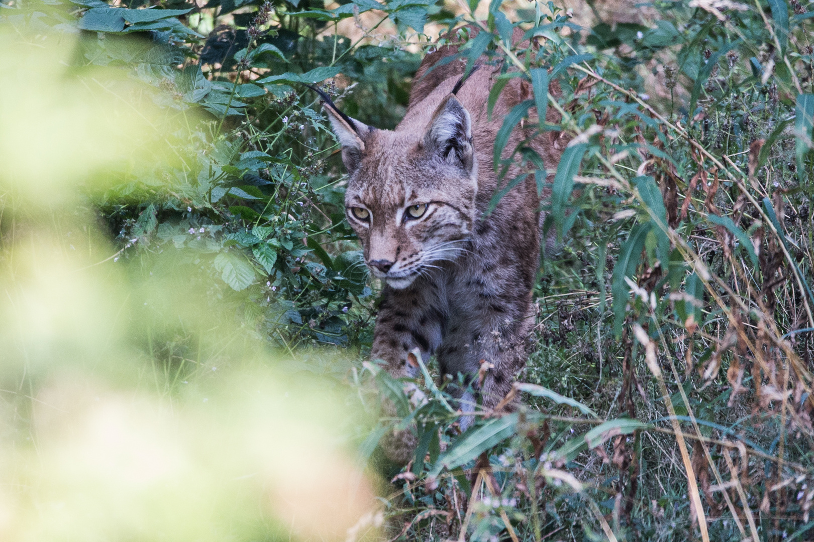 Luchs