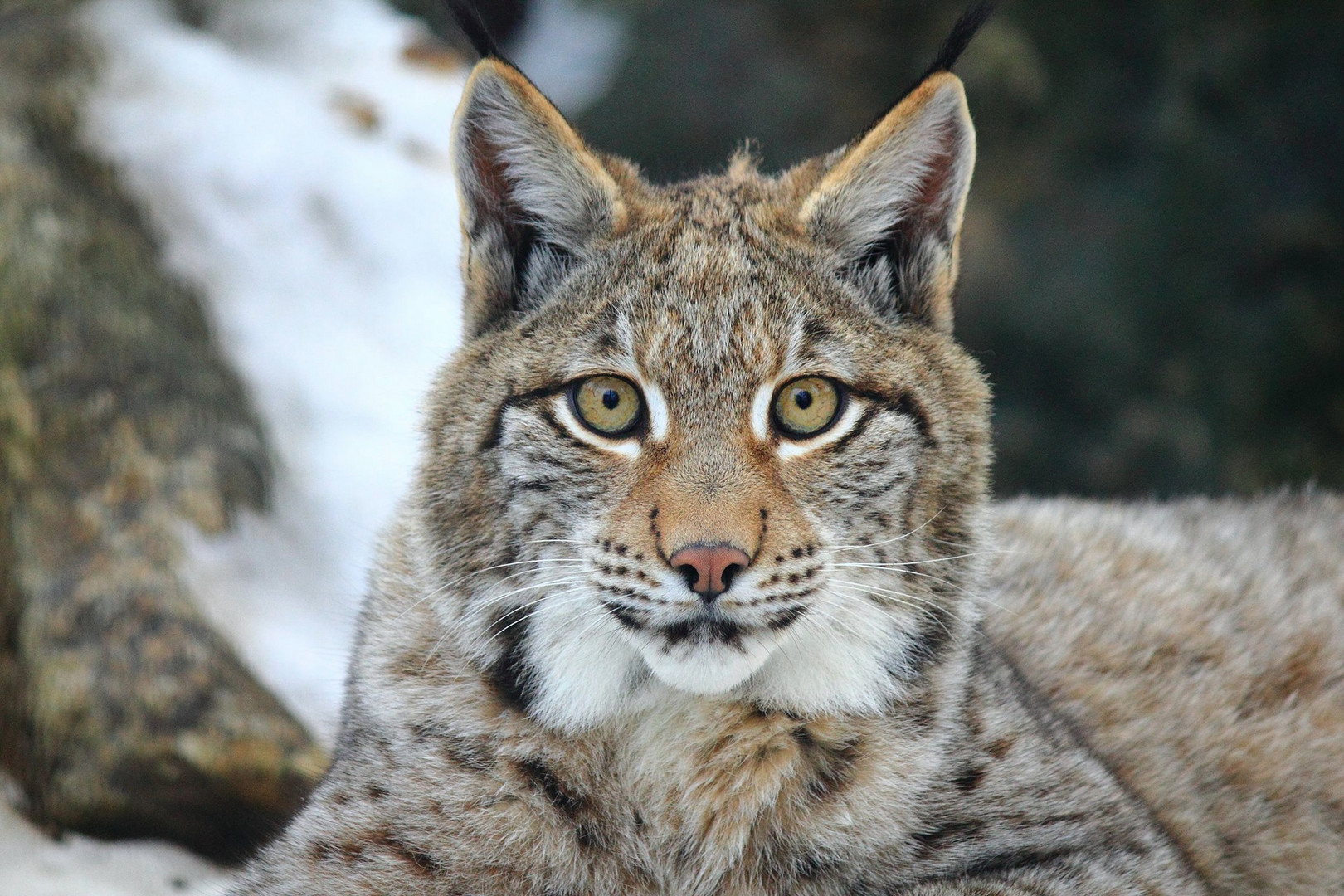 Luchs