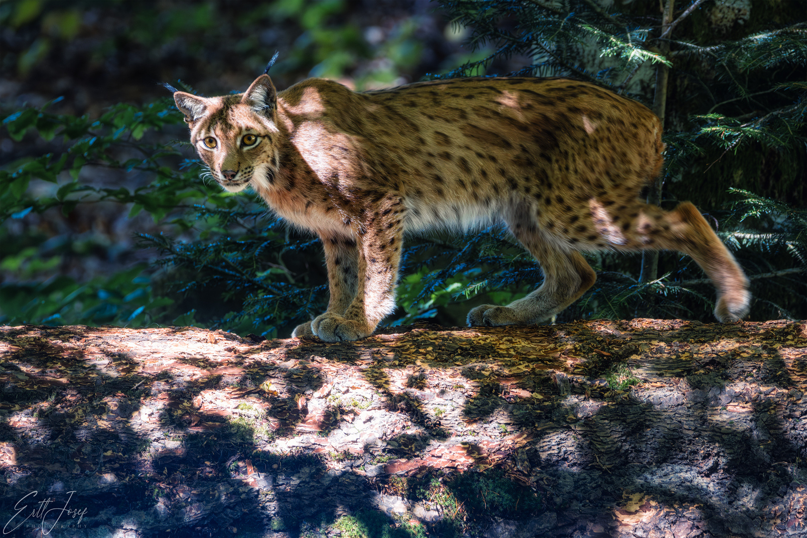 Luchs