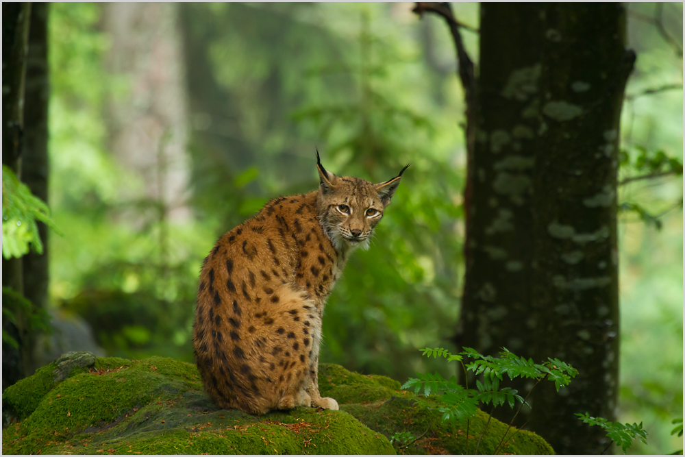 Luchs