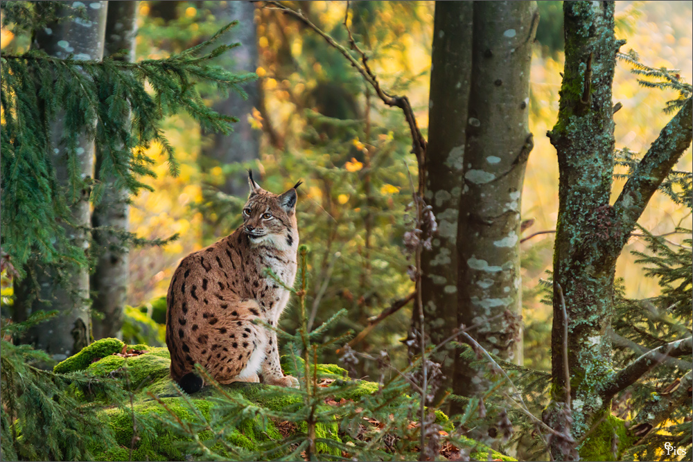 Luchs