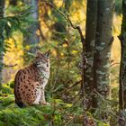 Luchs