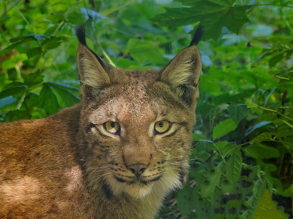 LUCHS