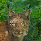 LUCHS