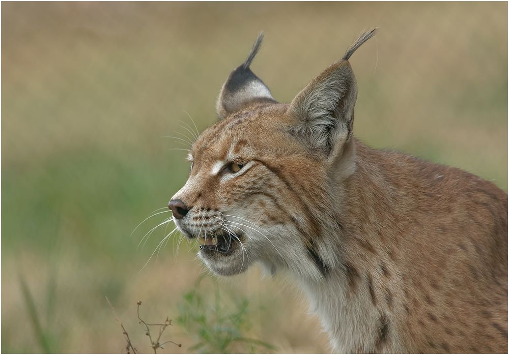 Luchs 