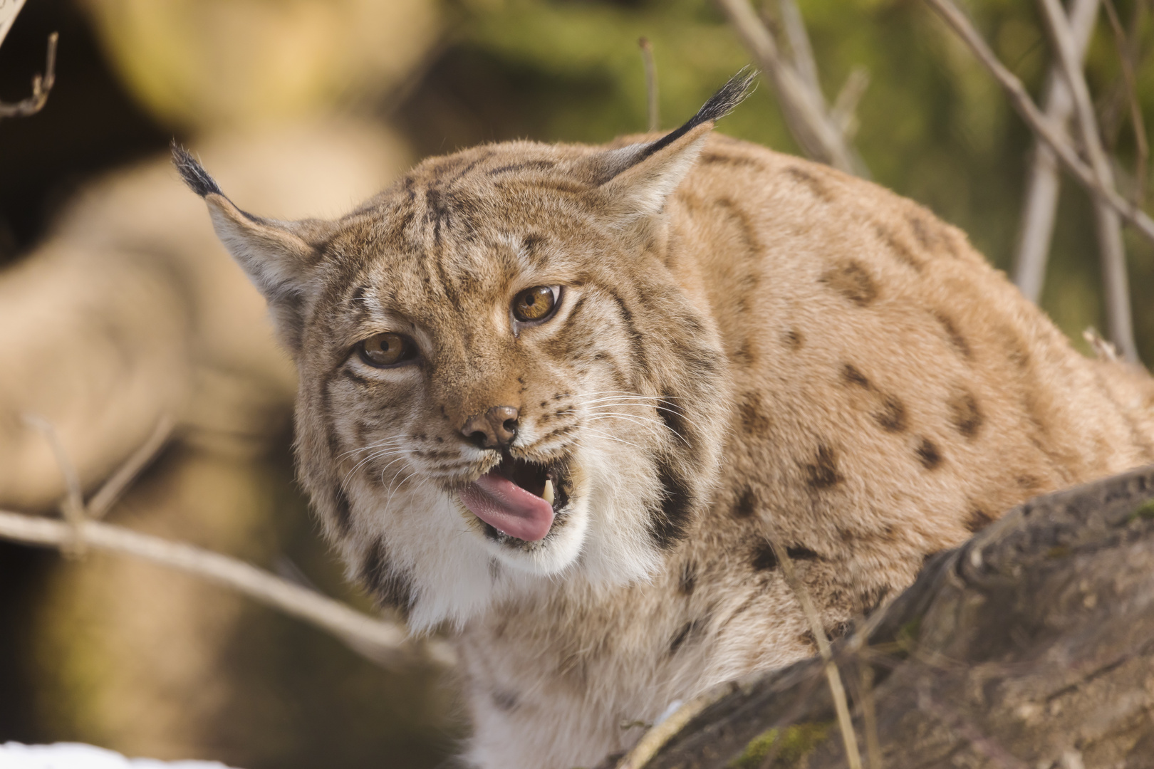 Luchs 3