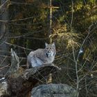 Luchs 3