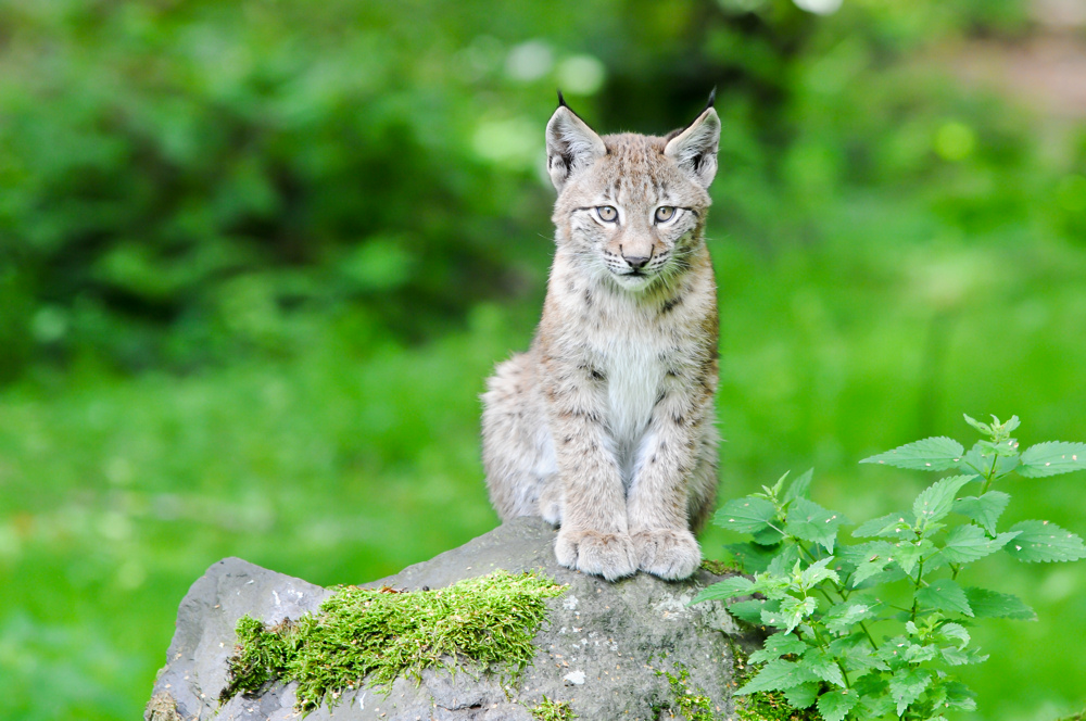 Luchs 3