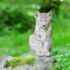 Luchs 3