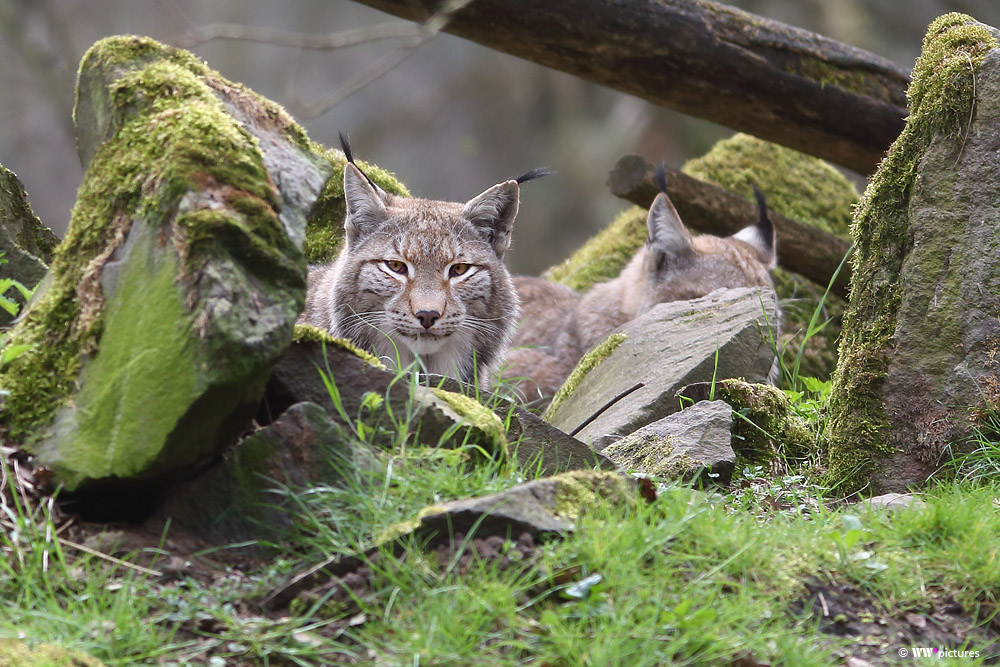 Luchs (3)