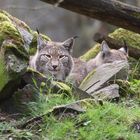 Luchs (3)