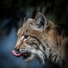 Luchs / 3