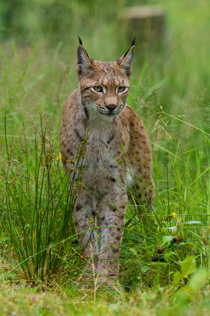 Luchs - 3