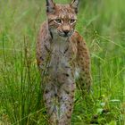 Luchs - 3