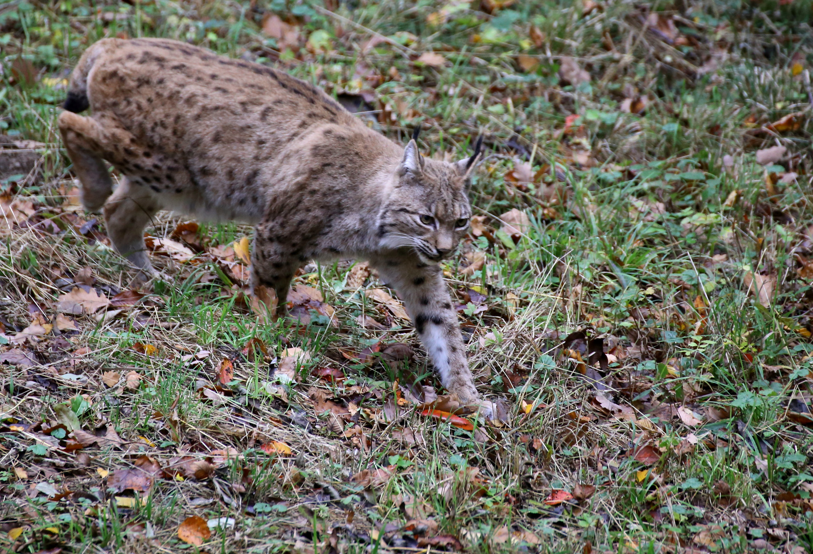 Luchs 3