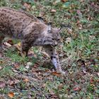 Luchs 3