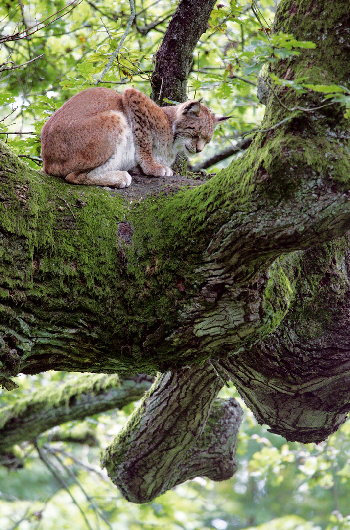 Luchs 3